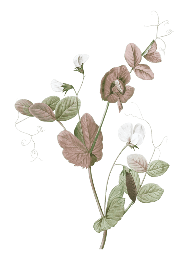 Ornaments